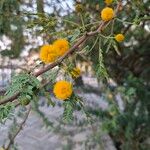 Vachellia farnesiana花