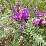 Astragalus onobrychis Цвят