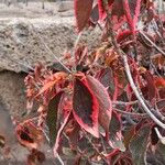 Acalypha wilkesiana Leaf