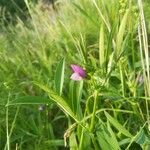 Vicia bithynica Φύλλο