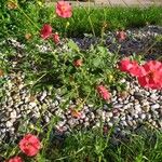 Geum coccineum Staniste