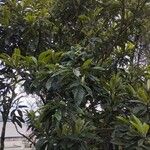 Eriobotrya japonicaHábito