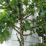 Ficus heteropoda Plante entière