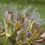 Valeriana apula Fruit