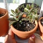 Kalanchoe tomentosa Folha