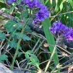 Phacelia bipinnatifida Flor