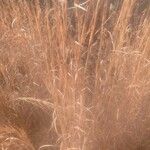 Andropogon virginicus Yaprak