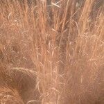 Andropogon virginicus Blatt