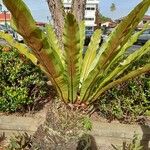 Asplenium nidusFulla