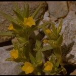 Mohavea breviflora Habitus