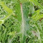 Sonchus asper Leaf