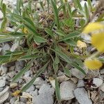 Erysimum ochroleucum Folha