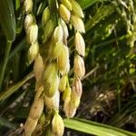 Oryza sativa Frucht