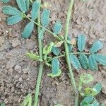 Hippocrepis biflora Ekosanga