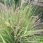 Lomandra longifolia Hoja