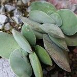 Crassula cotyledonis Folio