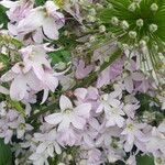 Campanula lactiflora Fiore