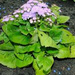 Ageratum houstonianum 葉