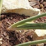 Dracaena volkensii Hostoa