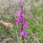 Anacamptis palustris Flower