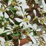 Euphorbia leucocephala Flower