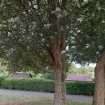 Sorbus intermedia Alkat (teljes növény)