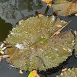 Nymphaea rubra Leaf