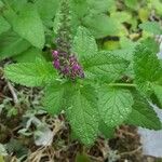 Teucrium hircanicum Flower