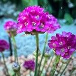 Armeria maritima Blüte