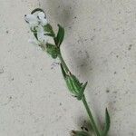 Silene gallica Цветок