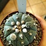 Astrophytum asterias 葉