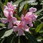 Nerium oleander Цвят