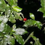 Psychotria biaristata Plod