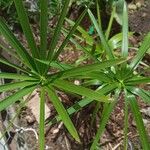 Cyperus alternifolius برگ