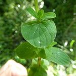 Hypericum tetrapterum Foglia