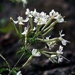 Silene nemoralis 花