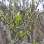 Baccharis pilularis Blad