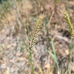 Agropyron cristatum Fruto