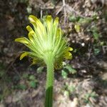 Doronicum pardalianches Flor