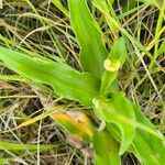 Commelina africana Flower