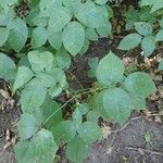 Staphylea trifolia Leaf