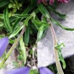 Aster alpinus Feuille