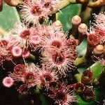 Syzygium multipetalum Blüte