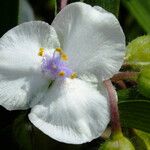 Tradescantia virginiana Flor