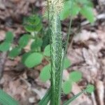 Carex sylvatica Цветок