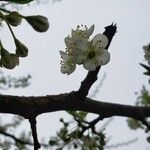 Prunus domestica फूल