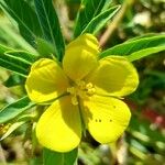 Ludwigia grandiflora Blüte