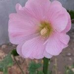 Alcea setosa Flower