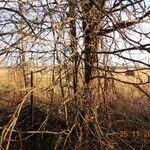 Ulmus thomasii Bark