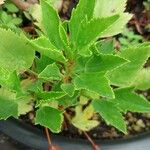 Pelargonium cucullatum Blad